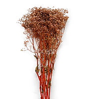 Preserved Baby Breath