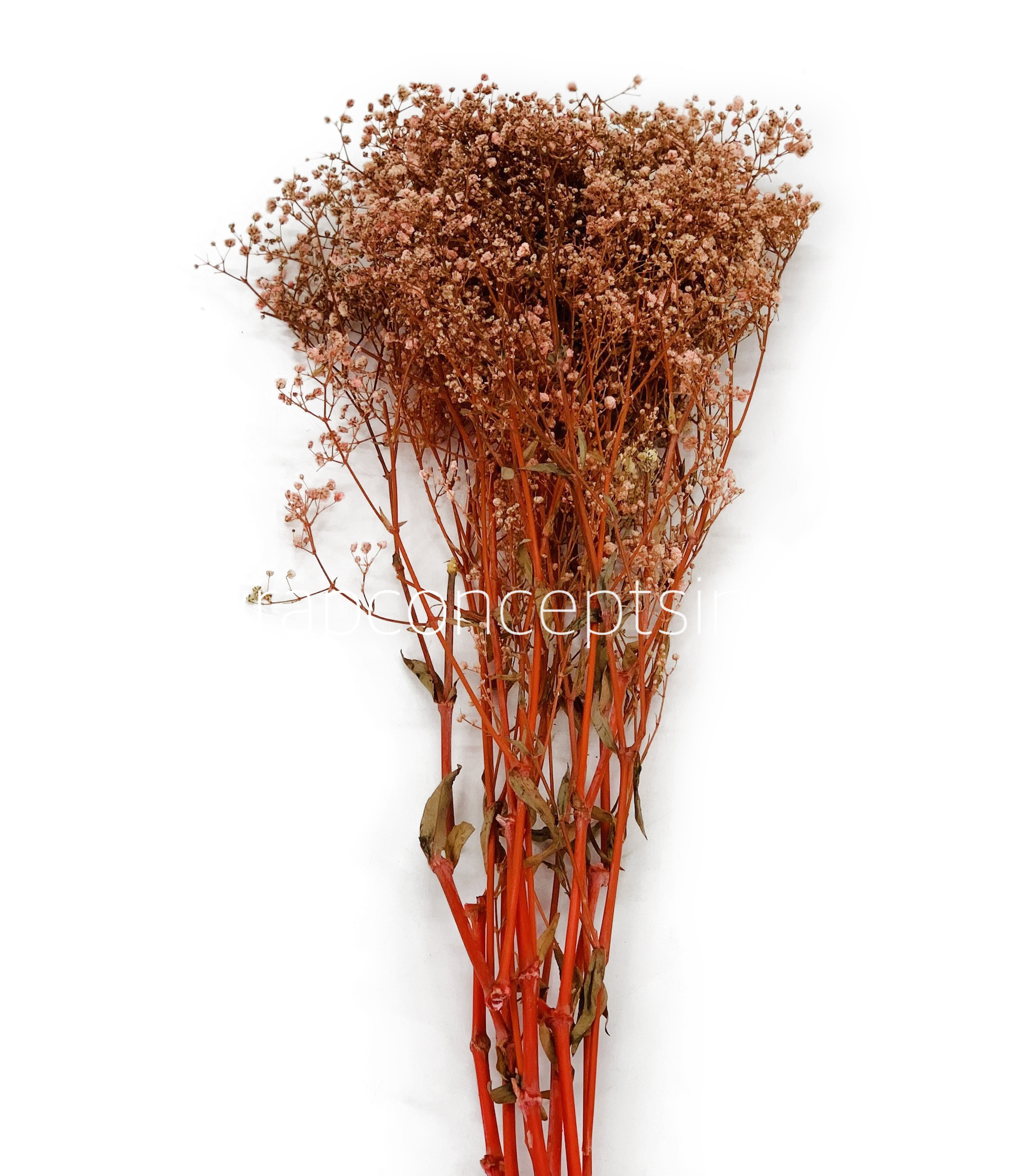 Preserved Baby Breath