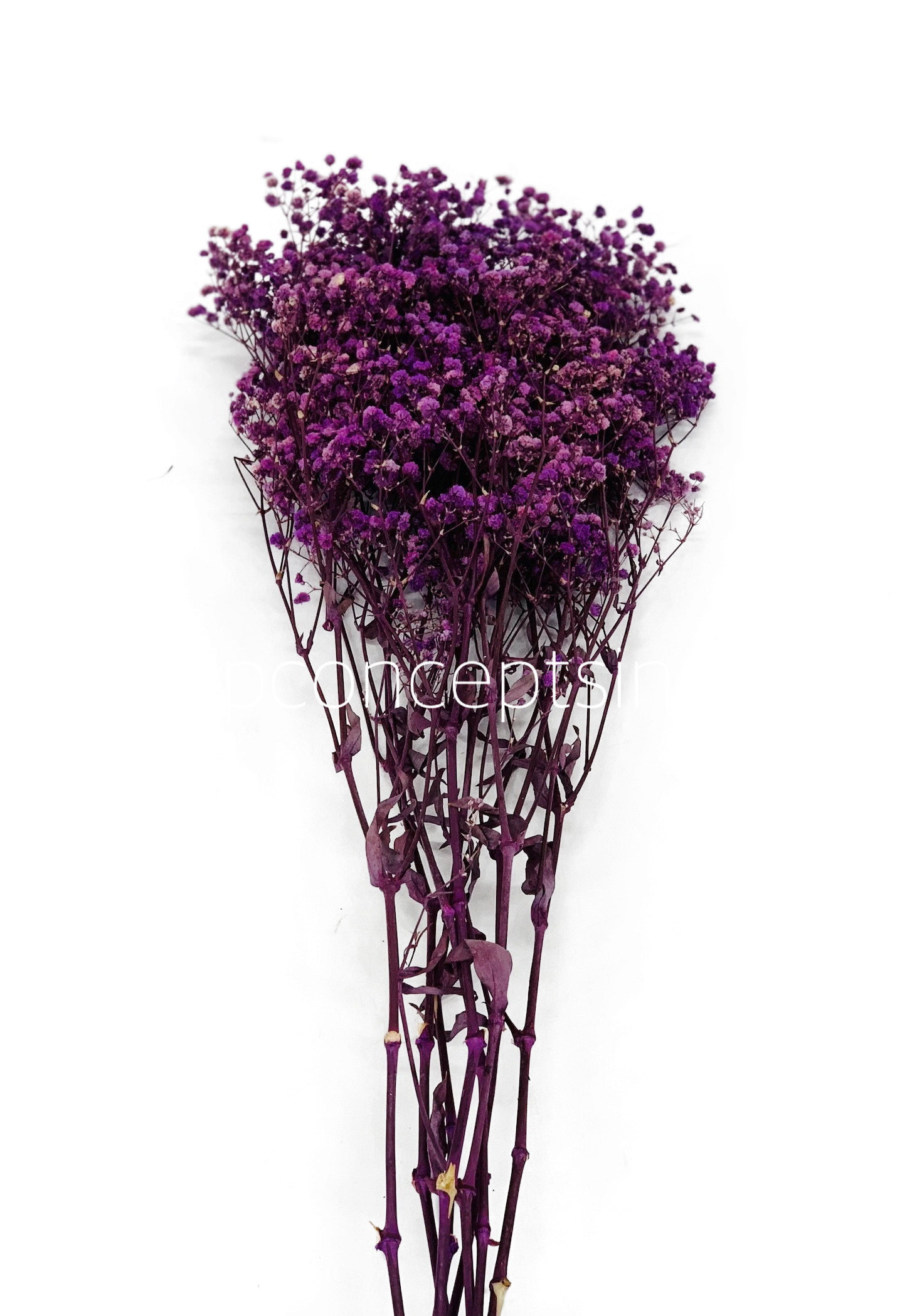 Preserved Baby Breath