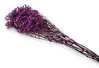 Preserved Baby Breath