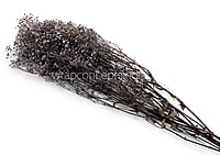 Preserved Baby Breath