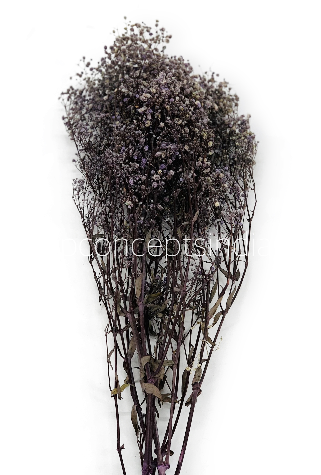 Preserved Baby Breath