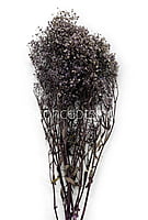 Preserved Baby Breath