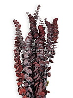 Natural Preserved Eucalyptus Bunch