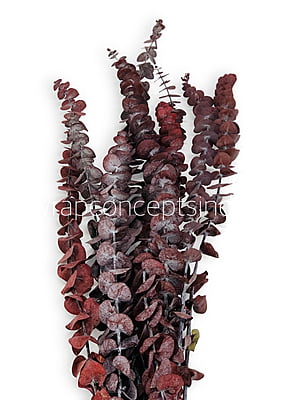 Natural Preserved Eucalyptus Bunch