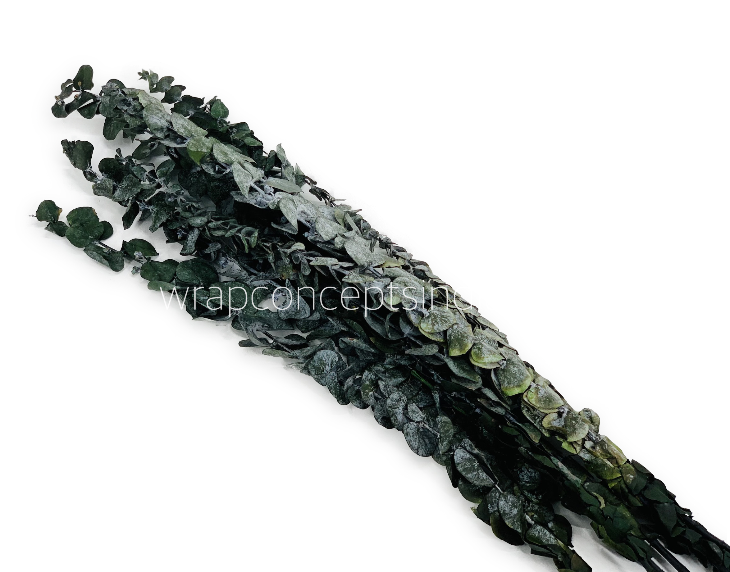 Natural Preserved Eucalyptus Bunch
