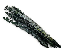 Natural Preserved Eucalyptus Bunch