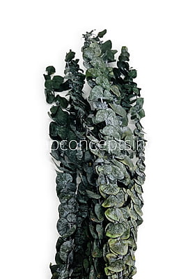 Natural Preserved Eucalyptus Bunch