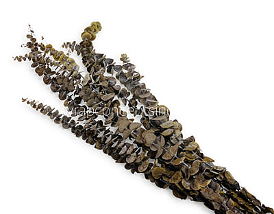 Natural Preserved Eucalyptus Bunch