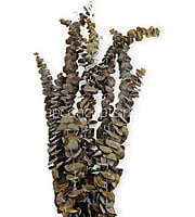 Natural Preserved Eucalyptus Bunch