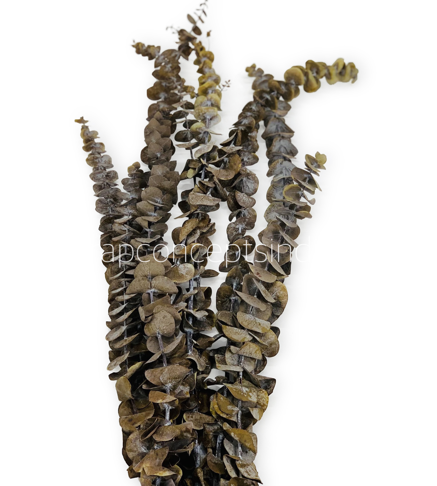 Natural Preserved Eucalyptus Bunch