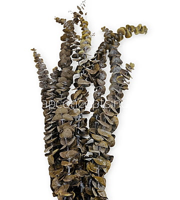 Natural Preserved Eucalyptus Bunch