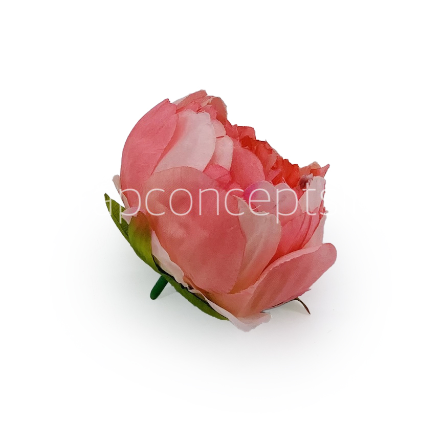 Peony - Coral