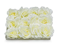 Buttermilk Rose Flower