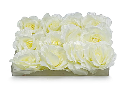 Buttermilk Rose Flower