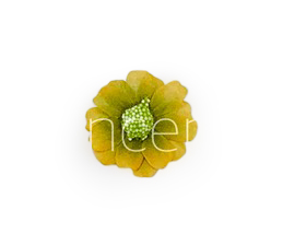 Olive Cosmos Flower