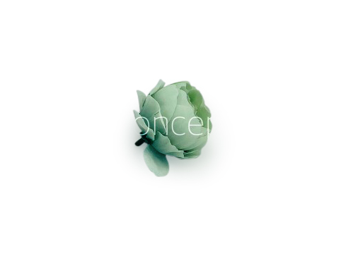 Pistachio Green Peonies