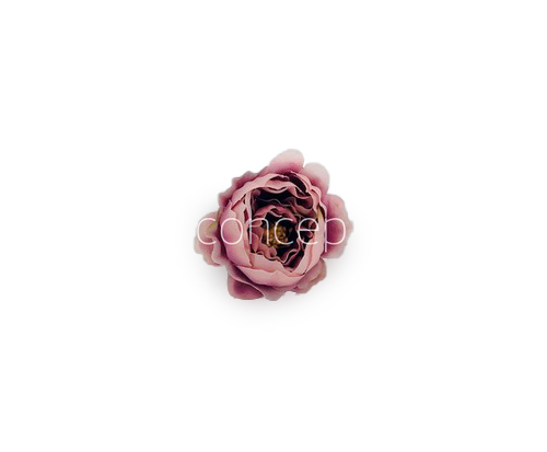 Blush with Burgundy Peonies