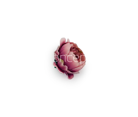 Blush with Burgundy Peonies