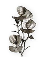 Champagne Eucalyptus Leaves