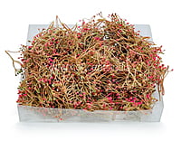 Pink Baby Breath Leaves