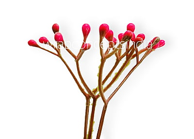 Pink Baby Breath Leaves