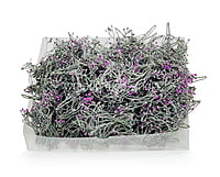 Purple Baby Breath Leaves