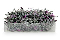 Purple Baby Breath Leaves