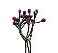 Purple Baby Breath Leaves