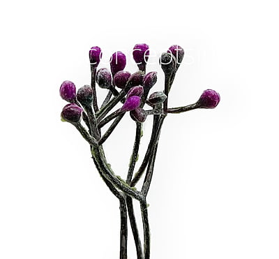 Purple Baby Breath Leaves