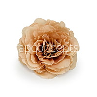 Magnolia Moutan Peony