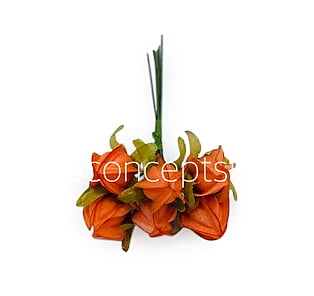 Tangerine Bougainvillea on Stick