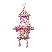 Sea Snail Jummer B Sea Snail Jummer B