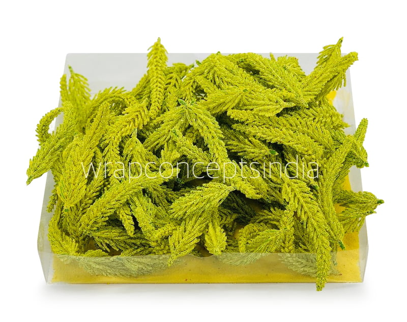 Yellow Green Fir Leaves