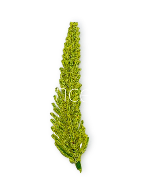 Yellow Green Fir Leaves