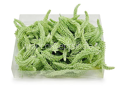 Light Green Fir Leaves