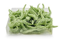 Light Green Fir Leaves