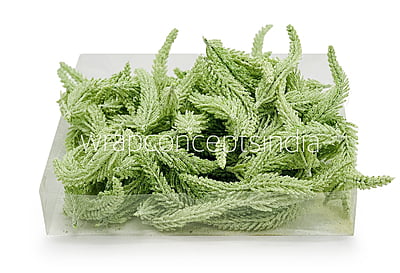 Light Green Fir Leaves