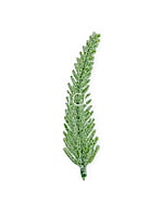 Light Green Fir Leaves