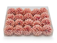 Carnation - Flamingo