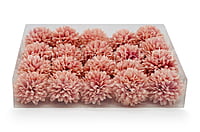 Carnation - Flamingo