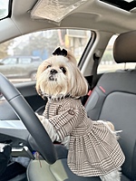 Brown Coat Dress