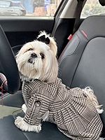 Brown Coat Dress