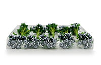 Metallic Grey & Silver Pearl Pollen