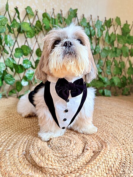 Tuxedo Bandana with Cape