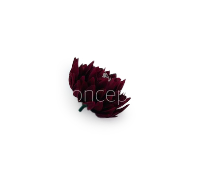Maroon Water Lily