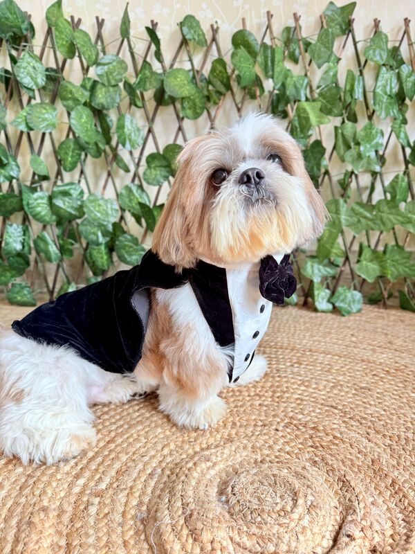 Tuxedo Bandana with Cape