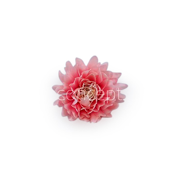 Rose Quartz Water Lily