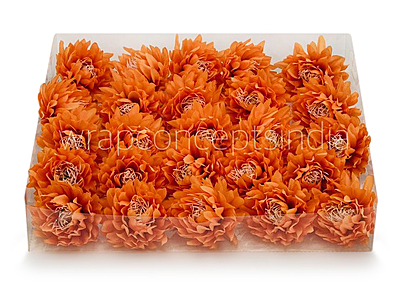 Tangerine Water Lily Tangerine Water Lily