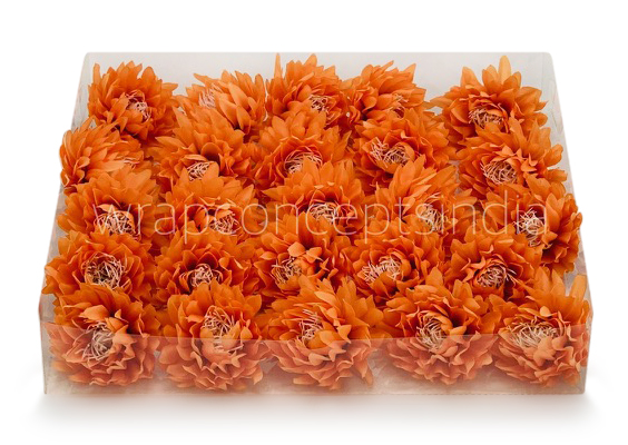 Tangerine Water Lily